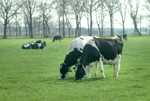 20140711 Koppel zwartbonten