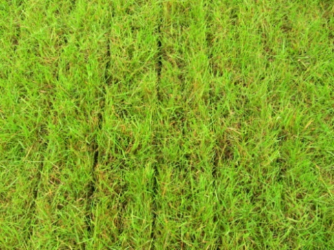 20140801 Gras