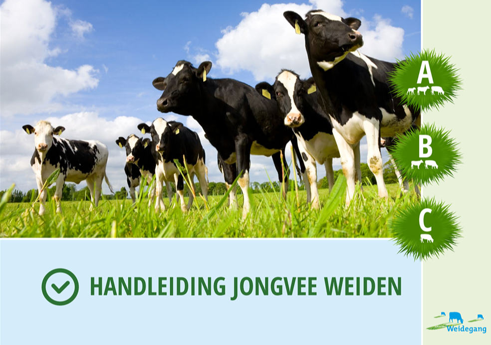Handleiding Jongvee Weiden
