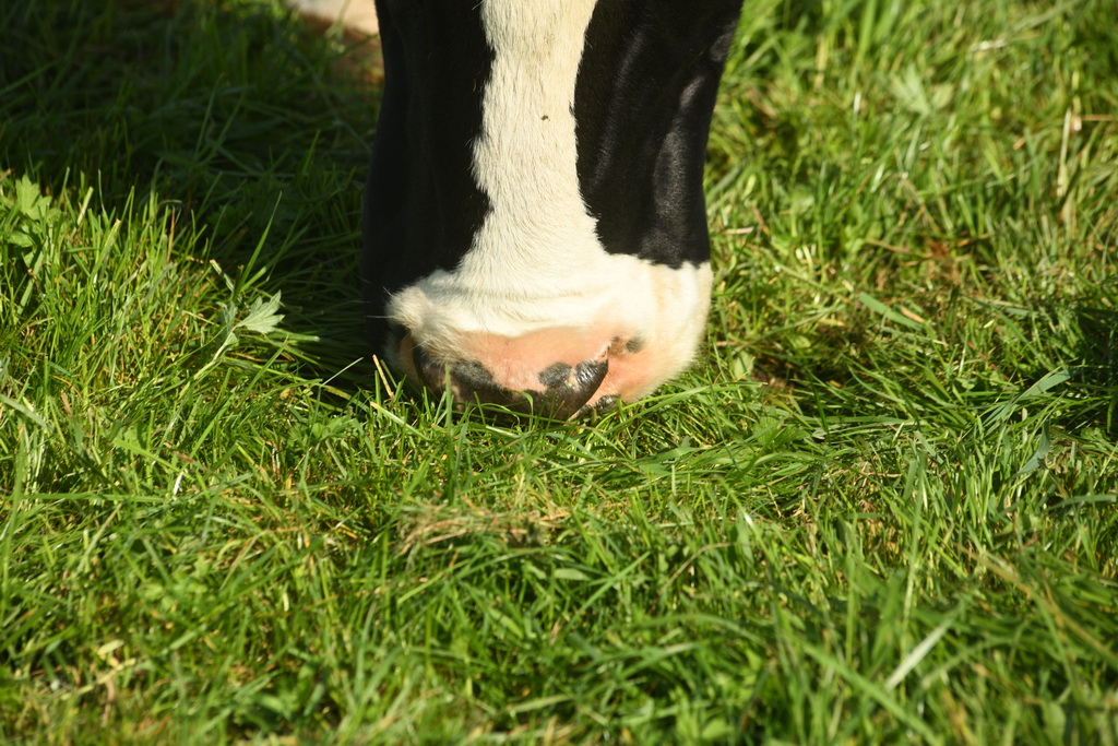 Foto grazende bek koe bij Kortleve