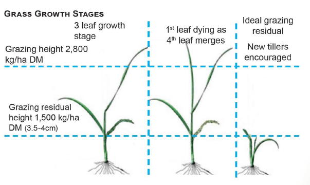 20150731 grasgroeistadiagroot