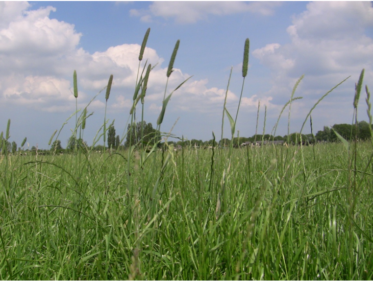 20160603 Engelsraaigras