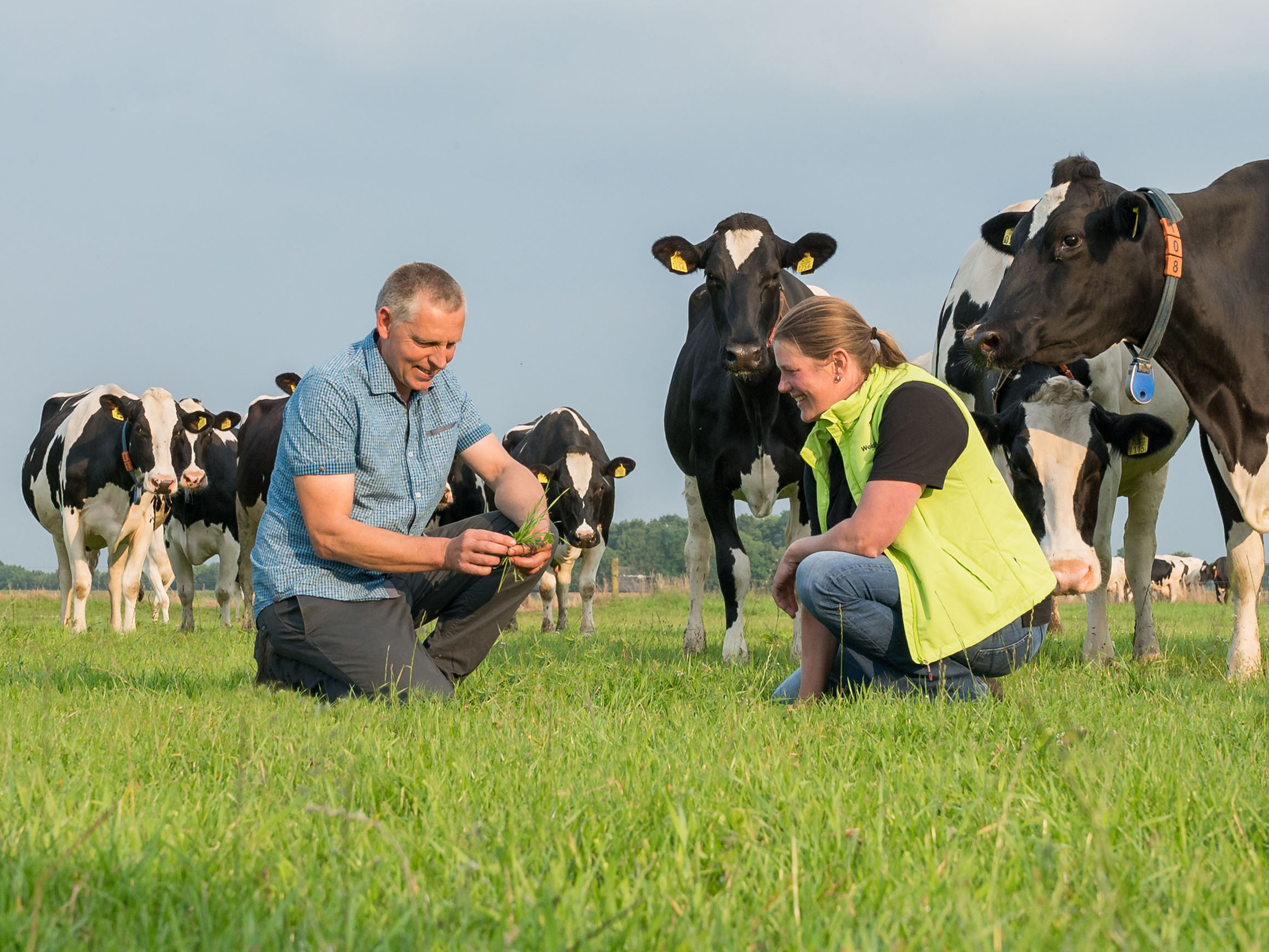 Stichting Weidegang: praktische oplossingen voor weidegang
